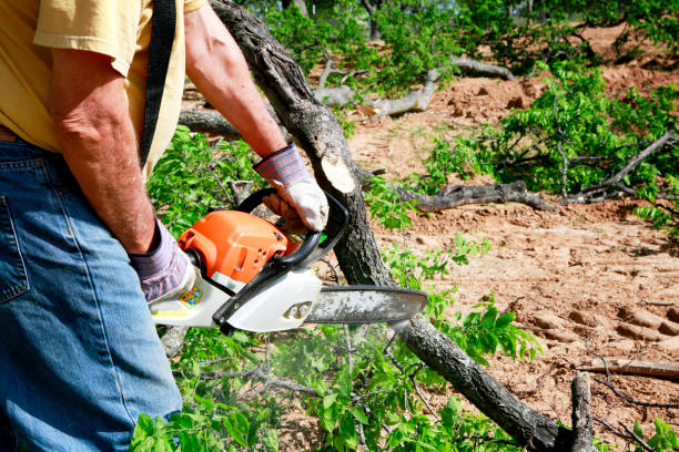 The Steps Involved in Our Tree Care Process in New Cumberland, PA